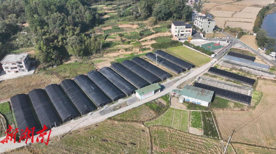 新邵顺水:香菇迎丰收,撑起村民“致富伞”_邵阳头条网